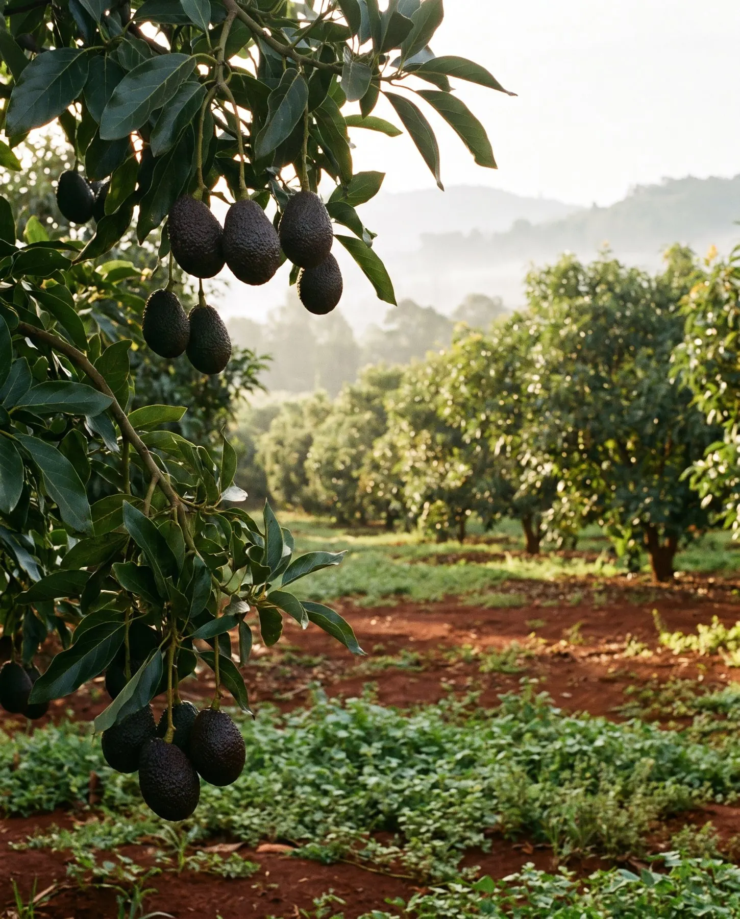 Avocado orchard in Kenya